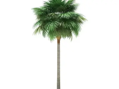 Sabal Palm Tree 3D Model 11m 3D model