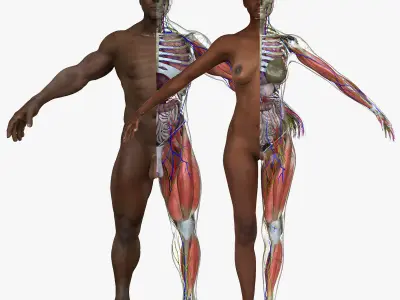 African American Male Female Complete Anatomy 3D model