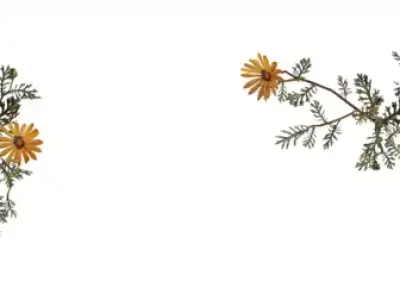 Yellow Daisy Ground Cover Pack Low-poly 3D model