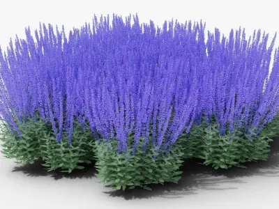 Salvia nemorosa Caradonna 3D model