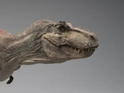  Tyrannosaurus Rex Rigged 