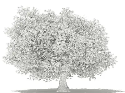 Olive Tree 3D model