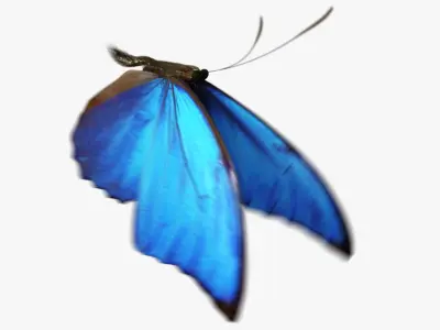  Blue Morpho Butterfly 