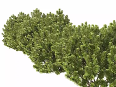 Pinus Mugo 3D model