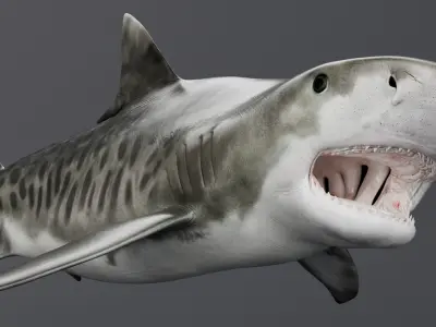  Tiger Shark Swim Fast Animated Rigged For Maya 