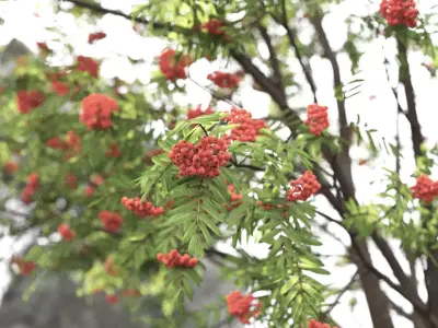 Sorbus 02 3D model