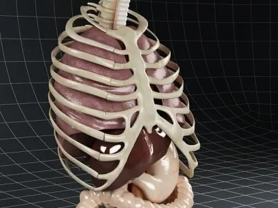 Anatomy Internal Organs 02 3D model