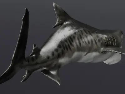  Tiger Shark Swim Fast Animated Rigged For Maya 