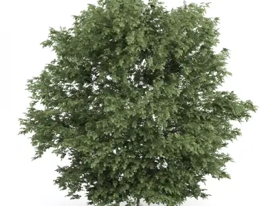 Common Hazel Tree Corylus avellana 3D model