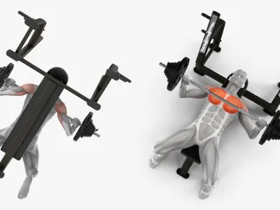  Anatomy Male Muscular System Bench Press 