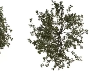 Tall Pine Tree Pack Low-poly 3D model