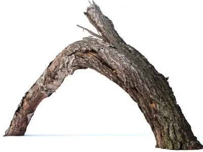 Broken birch Low-poly 3D model