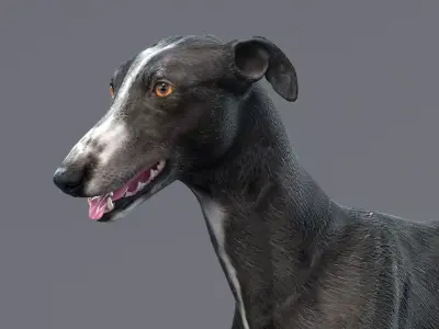 Greyhound Black Animated 3D model