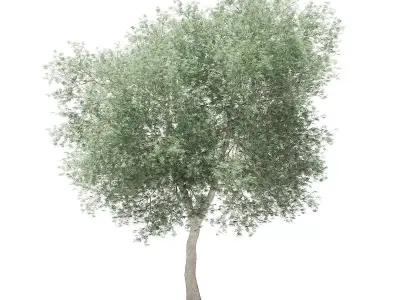 Olive Tree 3D model