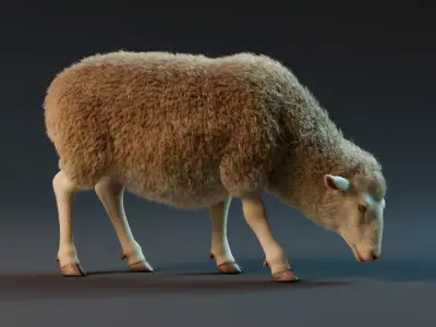  Sheep Rigged Animated with Fur1 