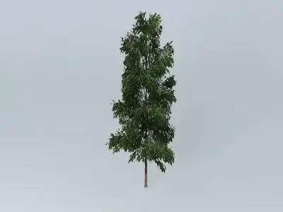 Silky Oak (Grevillea robusta 1 Free 3D model