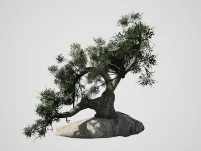 Jeffrey Pine Tree Low-poly 3D model