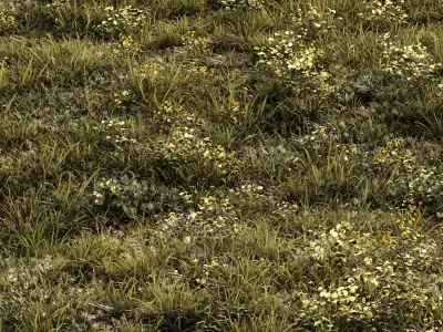 Forest grass 2 3D model