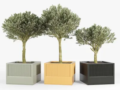 ICARIA Olea 3D model