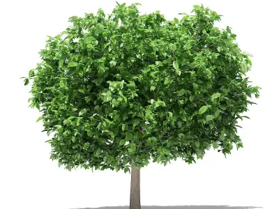 Pomelo Tree 3D model