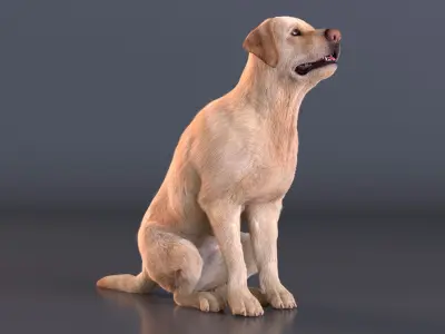  Begging White Labrador Dog Pose Fur Animated Rigged 