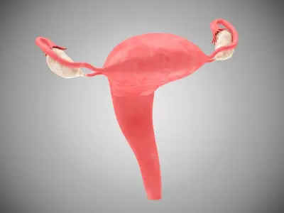 Female and Male reproductive system Low-poly 3D model