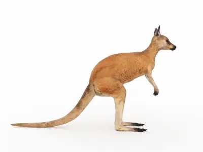 Kangaroo 1 3D model