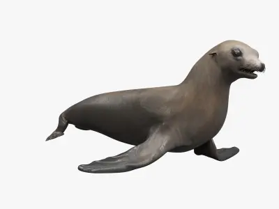 California Sea Lion Animated Rigged for Maya Collection 