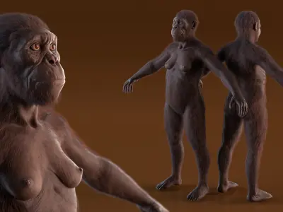  Museum-Grade Replica of Prehistoric Australopithecus Female Black Fur for Maya 