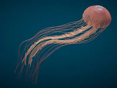  Jellyfish Long Pro Rigged 