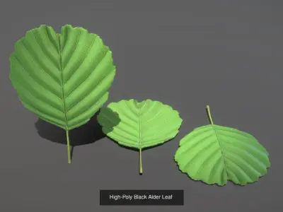 Walnut Honey Empress Black-Alder Yew-Taxus-Baccata Trees 3D Model Pack