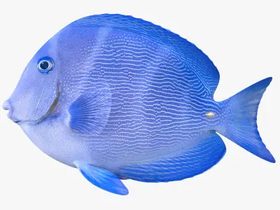  coral fishes collection 