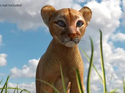  Puma Cub Clawing Motion Animated Rigged 