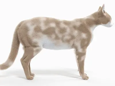  Full Cat Anatomy Static 