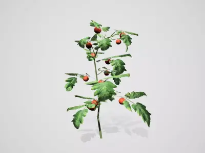 Tomato bush Low-poly 3D model