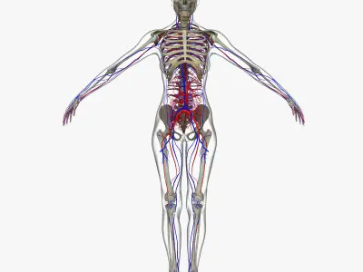 Male And Female Circulatory System Anatomy 3D model