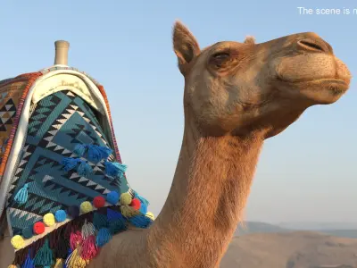  Traditional Bedouin Tent with Camel Fur 