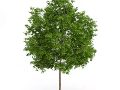 Maidenhair Tree Ginkgo biloba 3D model