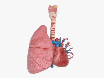  Trachea Lung Bronchial Vessels 