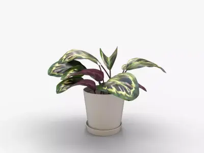 Calathea Medallion Stone 3D model