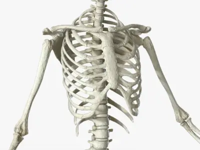  Human Skeleton Rigged 3D 