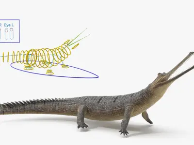  Indian Gharial Crocodile Rigged for Maya 