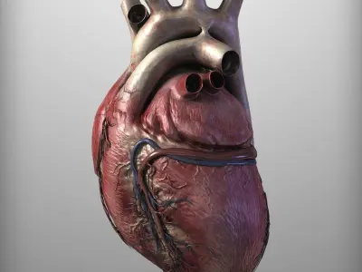 Human Heart Low-poly 3D model