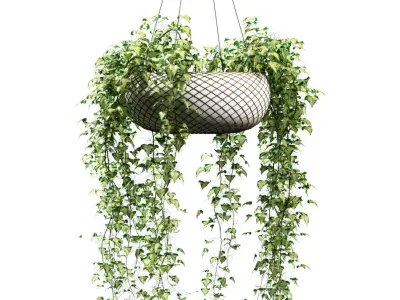 Ivy in hanging pots - 4 models 3D model