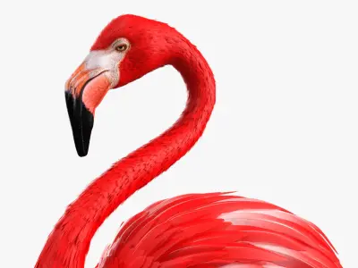  Exotic Bird Red Flamingo 