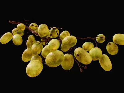 Green Grapes  3D model