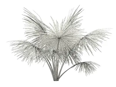 Silver Fan Palm Tree 3D Model 2m 3D model