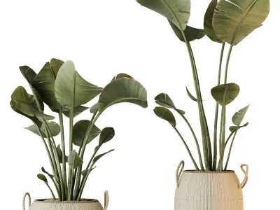 Plants Ravenala Banana Strelitzia Nicolai Bird Of Paradise Set09 3D model