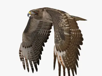  Buteo Jamaicensis 'Red-tailed Hawk' 