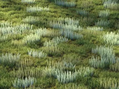 Field herbs grass 4 3D model